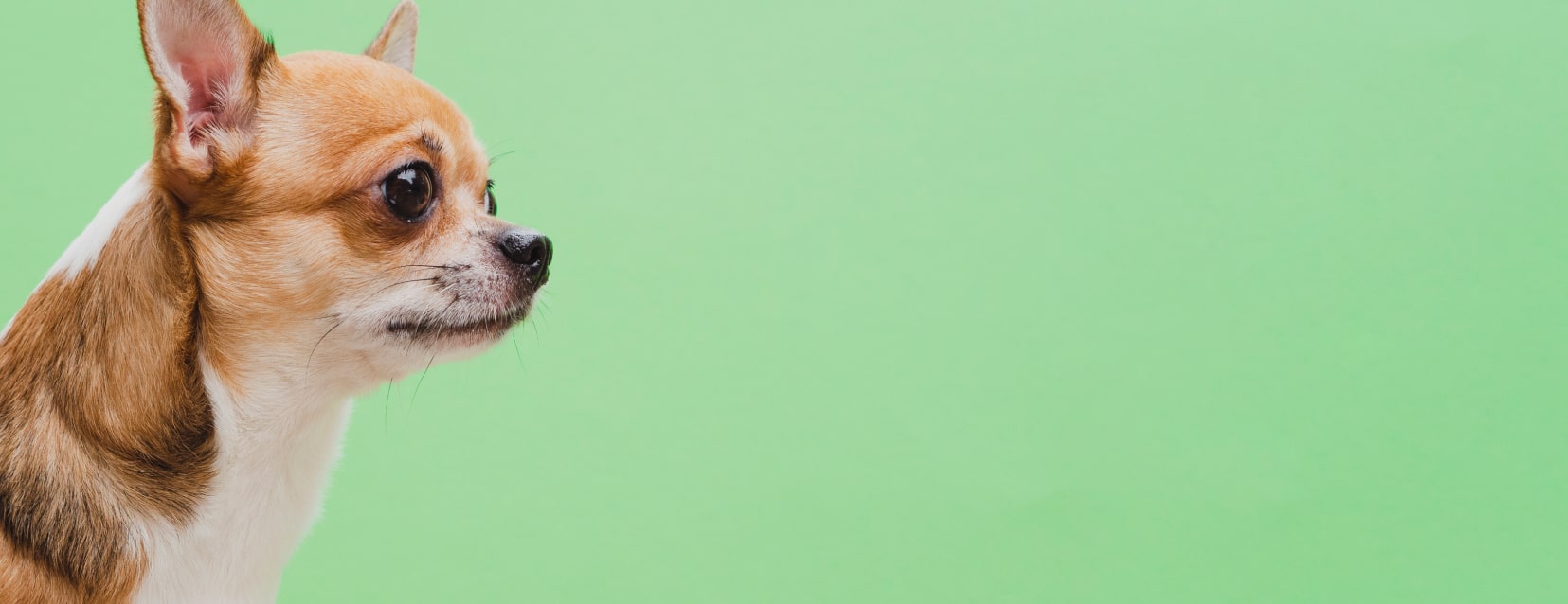 parallax-banner